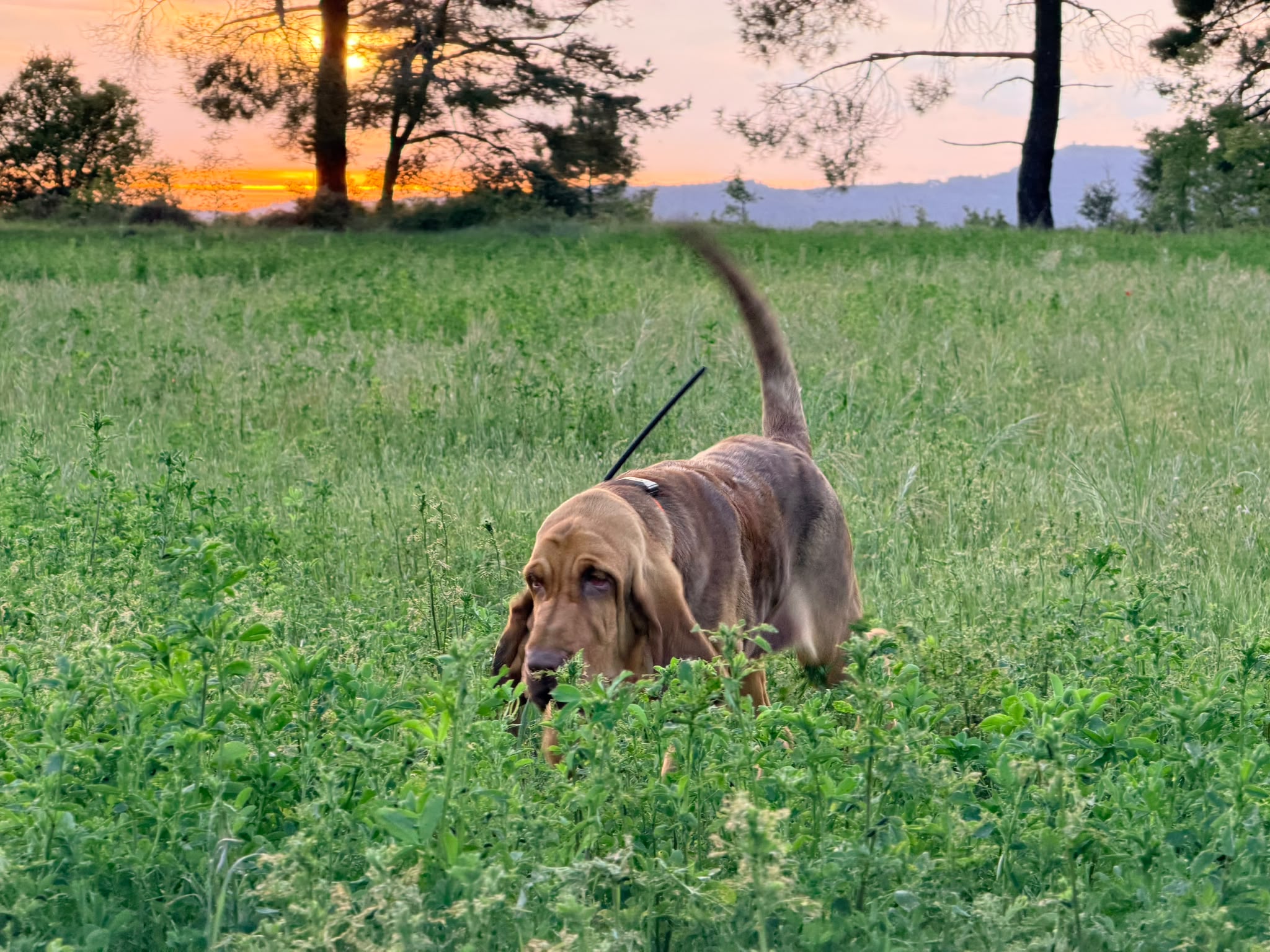 Bloodhound de Bavieras del Alcázar rastreando al atardecer